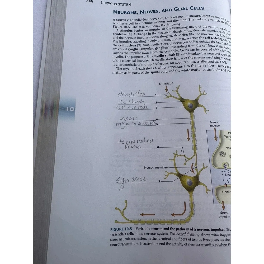 Anatomy & Physiology for Health Professions: An Interactive Journey, 2nd Edition